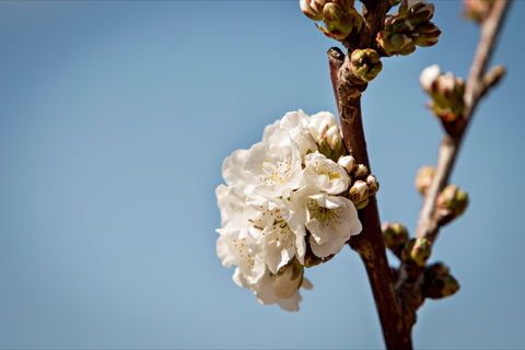 Young Cherry Blossom Long Lazy Lunch - Accommodation Rockhampton 1
