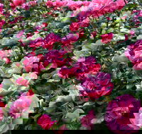 2020 Woolmers Estate Festival of Roses - Accommodation Rockhampton