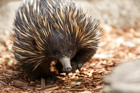 Aussie Wildlife Course - October Condensed Weekend Course - Accommodation Rockhampton 0