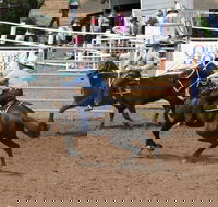 Dalgety Team Penning - Accommodation Rockhampton