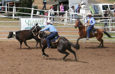 Dalgety Team Penning - Accommodation Rockhampton 0