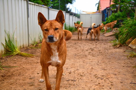 Dingo Den Discovery Experience - Accommodation Rockhampton 2