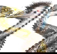 Edward The Emu - Accommodation Rockhampton