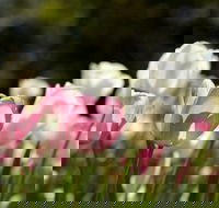 Floriade Reimagined - Accommodation Rockhampton