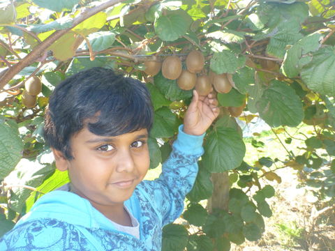 Fruit Taste Adventure Tours - Accommodation Rockhampton 1