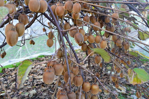 Fruit Taste Adventure Tours - Accommodation Rockhampton 2