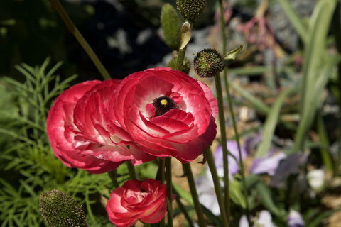 Garden Expo Benalla - Accommodation Rockhampton 0