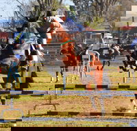 Glen Innes Pastoral and Agricultural Show - Accommodation Rockhampton