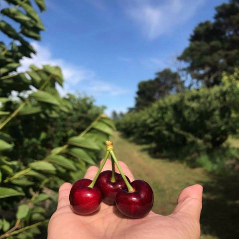 National Cherry Festival - Accommodation Rockhampton 0