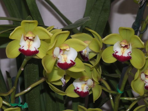 Orchids Out West - Accommodation Rockhampton 1