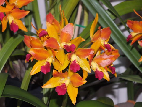 Orchids Out West - Accommodation Rockhampton 2