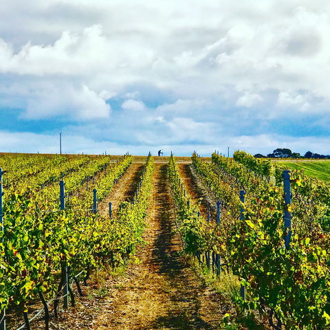 Peter Teakle Wines - Accommodation Rockhampton 1