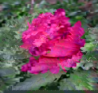Rhododendrons at Brangayne - Accommodation Rockhampton