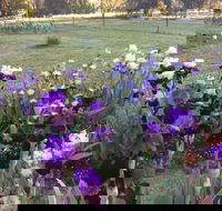 Riverina Iris Farm Open Garden and Iris Display - Accommodation Rockhampton