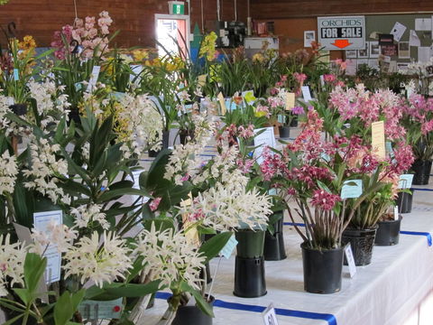 Sapphire Coast Orchid Club Spring Orchid Show - Accommodation Rockhampton 0