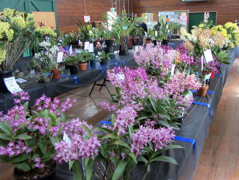 Sapphire Coast Orchid Club Spring Orchid Show - Accommodation Rockhampton 1