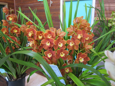 Sapphire Coast Orchid Club Spring Orchid Show - Accommodation Rockhampton 2