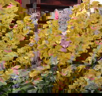 Sapphire Coast Orchid Club Winter Orchid Show - Accommodation Rockhampton