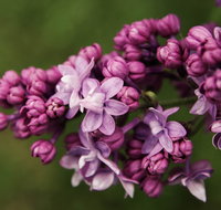 69th Annual Goulburn Lilac City Festival - Accommodation Rockhampton