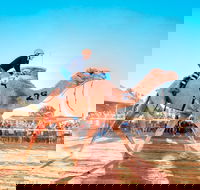 Boulia Camel Races - Accommodation Rockhampton