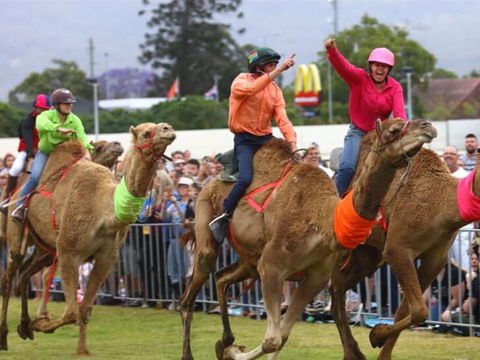Camel Races At Penrith Paceway - Accommodation Rockhampton 0