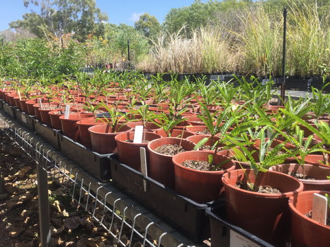 Conservation Volunteers Australia Townsville - Ocean View Nursery - Accommodation Rockhampton 2