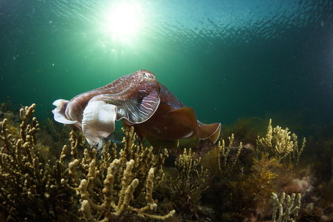 Cuttlefish Diving & Snorkeling EVERYDAY May -August - Accommodation Rockhampton 0
