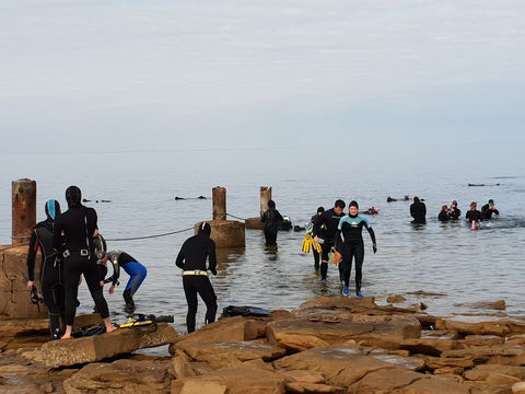 Cuttlefish Diving & Snorkeling EVERYDAY May -August - Accommodation Rockhampton 1