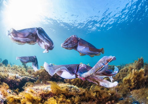 Cuttlefish Diving & Snorkeling EVERYDAY May -August - Accommodation Rockhampton 2