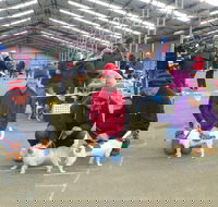Hamilton Jack Russell Terrier and Hunting Dog Show - Accommodation Rockhampton