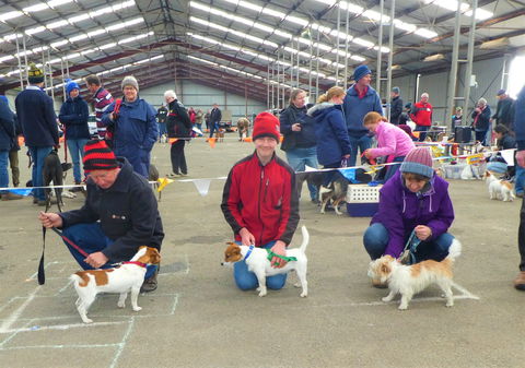 Hamilton Jack Russell Terrier And Hunting Dog Show - Accommodation Rockhampton 0