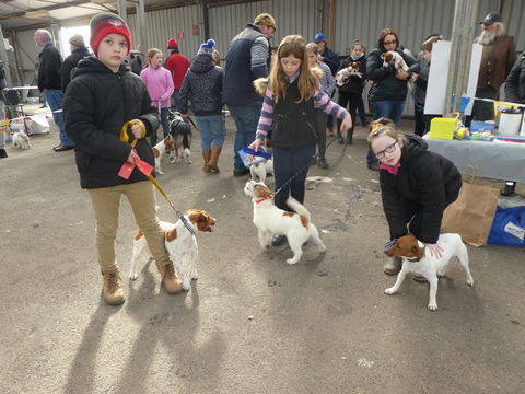 Hamilton Jack Russell Terrier And Hunting Dog Show - Accommodation Rockhampton 1