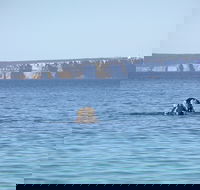 Jervis Bay's Sydney to Hobart Experience - Accommodation Rockhampton