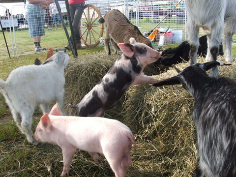 Primex Field Days - Online Virtual Event - Accommodation Rockhampton 2