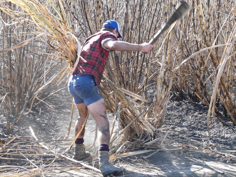 Sweet Days, Hot Nights Festival - Accommodation Rockhampton 2