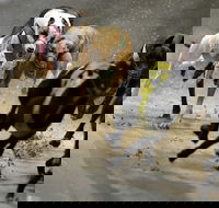 Twilight Greyhound Racing - Accommodation Rockhampton