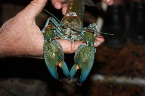 Windorah International Yabby Races - Postponed - Accommodation Rockhampton 0