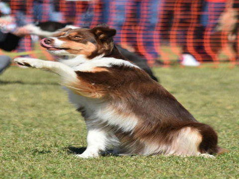 Dogs In The Park NSW Orange - Accommodation Rockhampton 0
