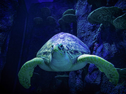 Sydney's Aquarium - Accommodation Rockhampton 0