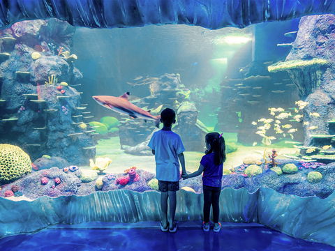 Sydney's Aquarium - Accommodation Rockhampton 1
