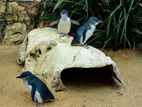 Sydney's Aquarium - Accommodation Rockhampton 2