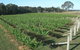 Yarralaw Springs Wines  - Cellar Door Wine Tasting - thumb 1