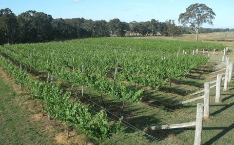 Yarralaw Springs Wines  - Cellar Door Wine Tasting - Accommodation Rockhampton 1
