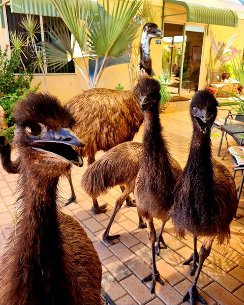 Ningaloo Lodge Exmouth - Accommodation Rockhampton 5