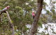 The Coombe On Wilson Inlet - thumb 6