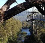 Tahune Air Walk Lodge - Accommodation Rockhampton