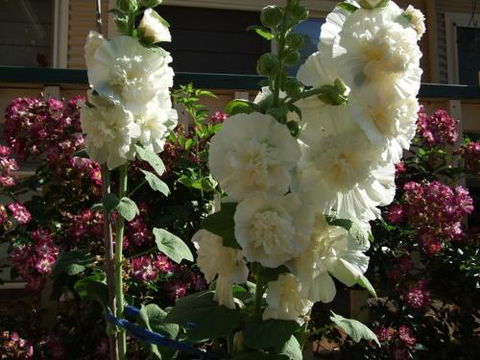 Nannup Riverview Cottage - Accommodation Rockhampton 2