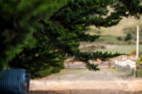 Wattle Grove Homestead Bed & Breakfast - Accommodation Rockhampton 5