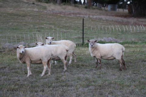 Wattle Grove Homestead Bed & Breakfast - Accommodation Rockhampton 3