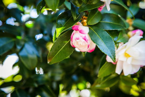 Whispering Pines Cottages - Accommodation Rockhampton 3